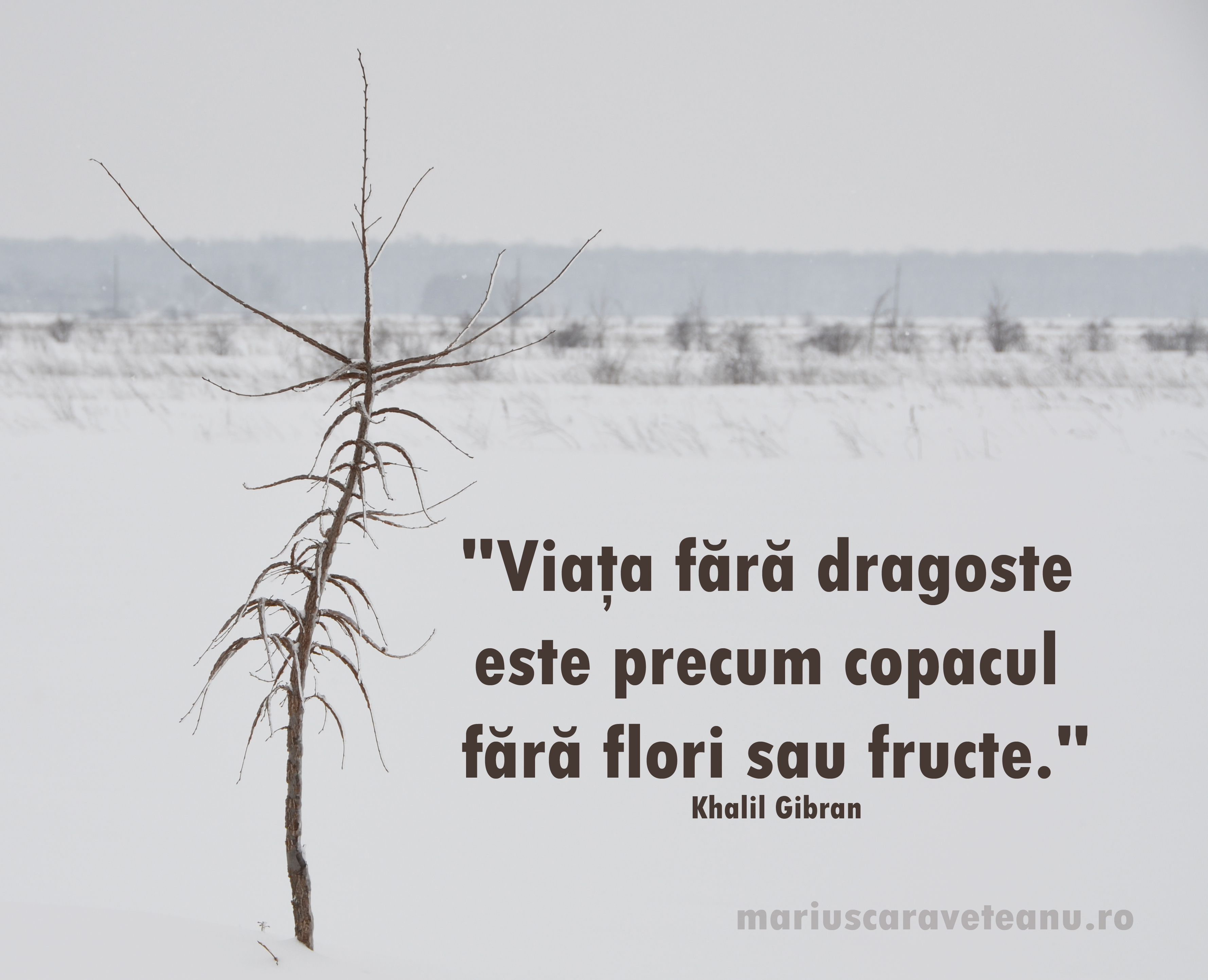 Viata fara dragoste este precum copacul fara fara flori sau fructe.