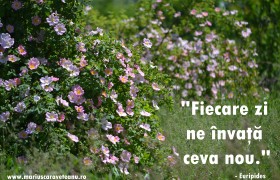 fiecare yi n invata