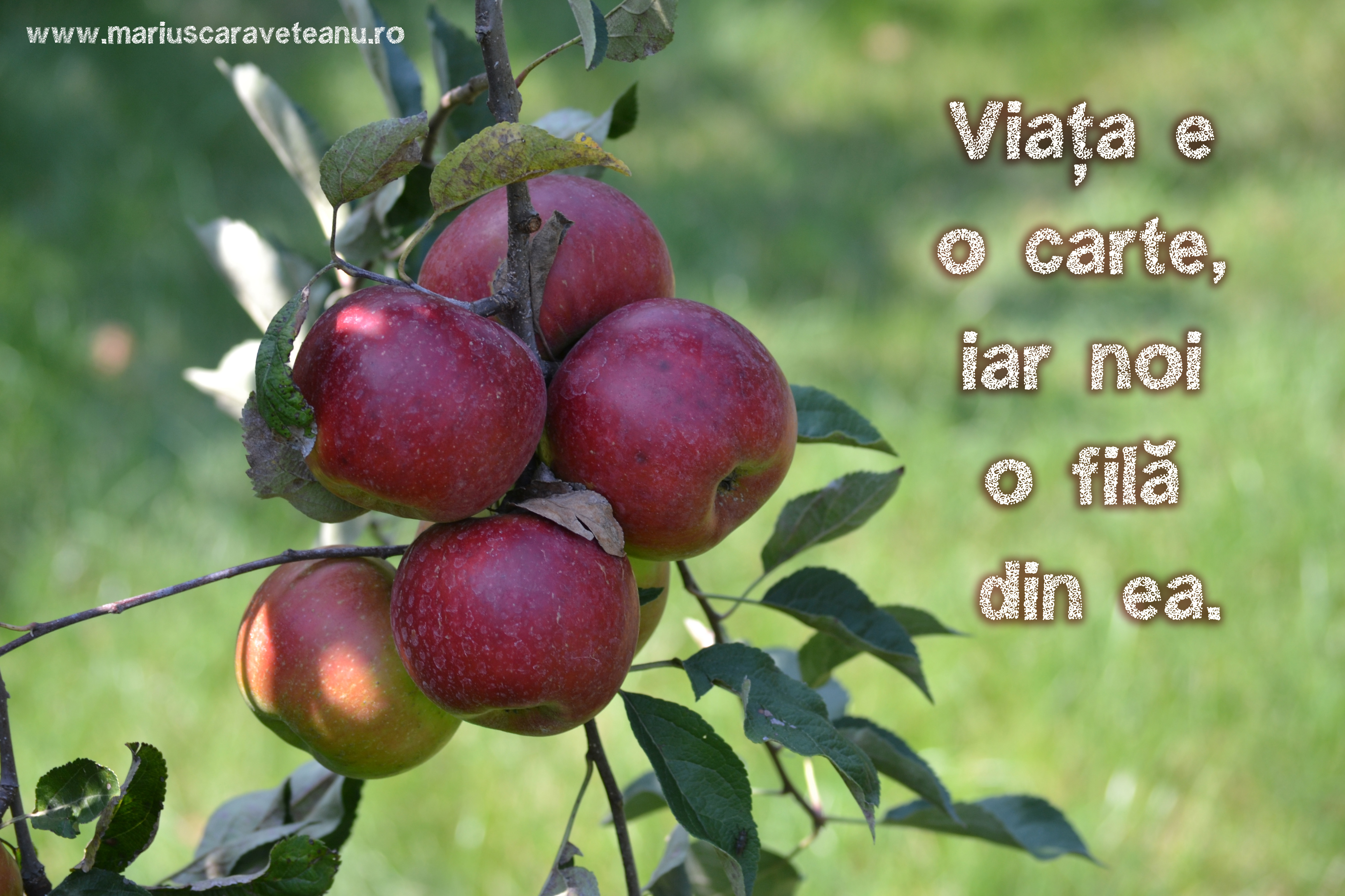 viata este o carte...