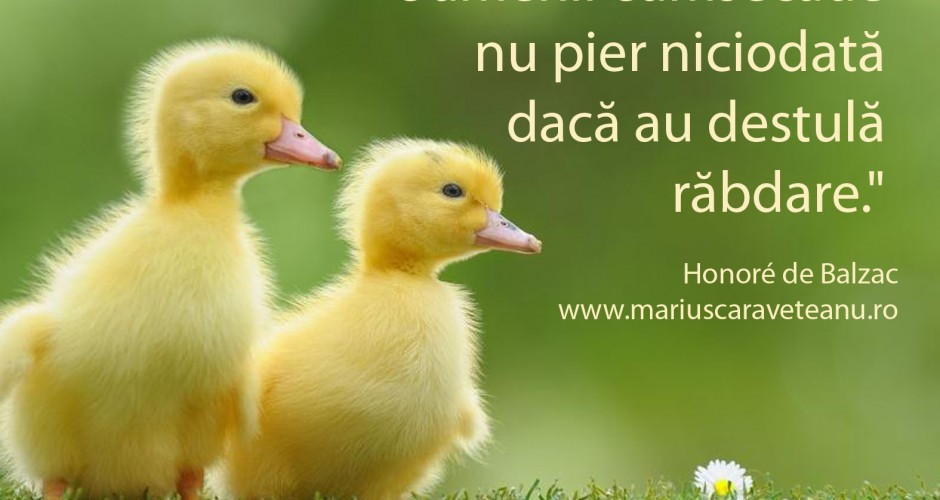 http://www.dreamstime.com/royalty-free-stock-photos-duckling-fou